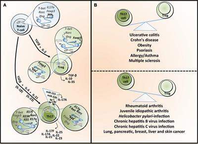 The Microbiota and Epigenetic Regulation of T Helper 17/Regulatory T Cells: In Search of a Balanced Immune System